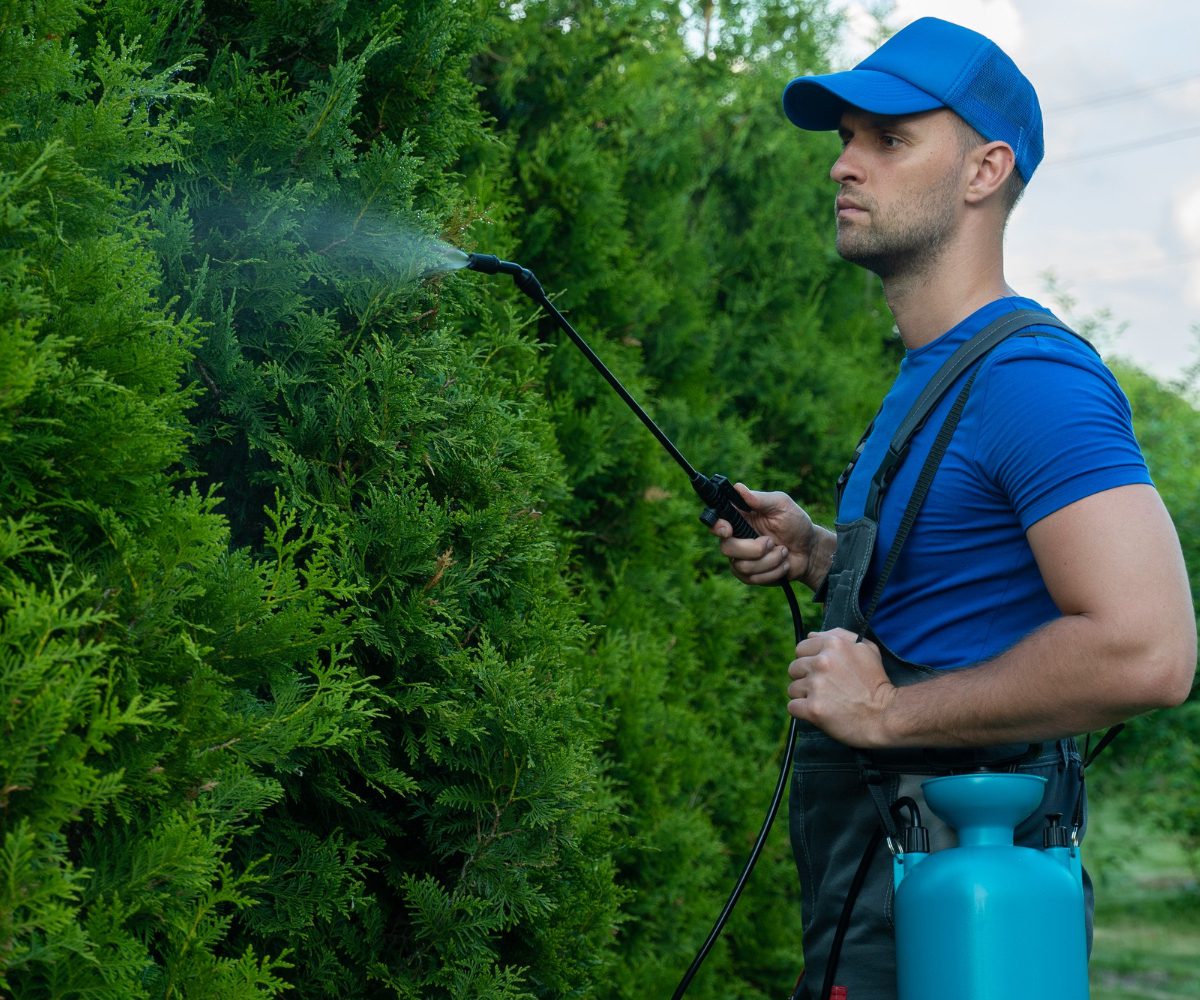 gardener applying insecticide fertilizer to his thuja using a sprayer